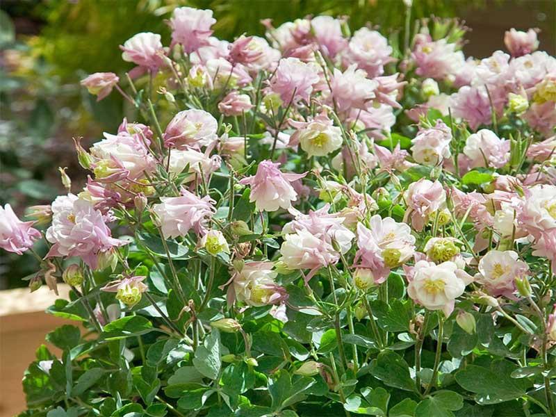 Aquilegia Vul  Dble  Winky Rose White - View 11 from www redcrocus com