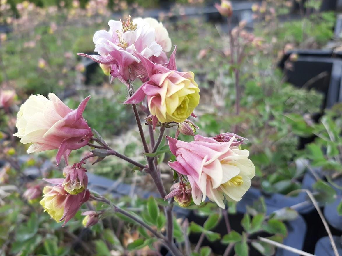 Aquilegia Vul  Dble  Winky Rose White - View 14 from www redcrocus com