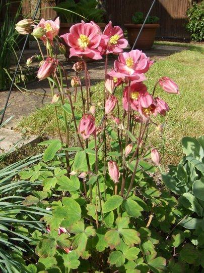 Aquilegia Vul  Dble  Winky Rose White - View 4 from www redcrocus com