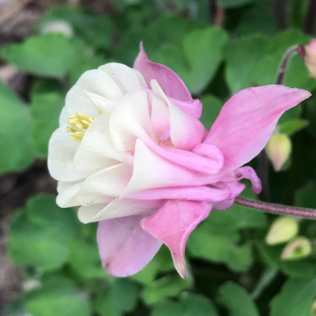 Aquilegia Vul  Dble  Winky Rose White - View 8 from www redcrocus com