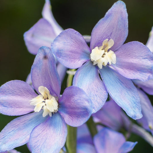 Delphinium Elatum 'magic Fountain Lavender White Bee' - View 10 from www redcrocus com