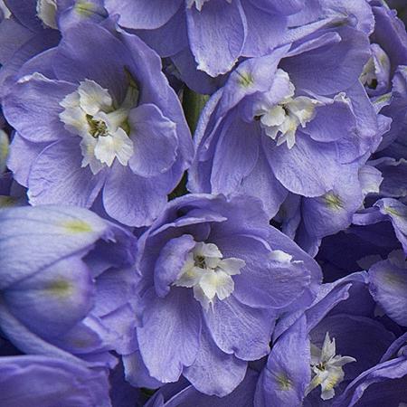 Delphinium Elatum 'magic Fountain Lavender White Bee' - View 11 from www redcrocus com