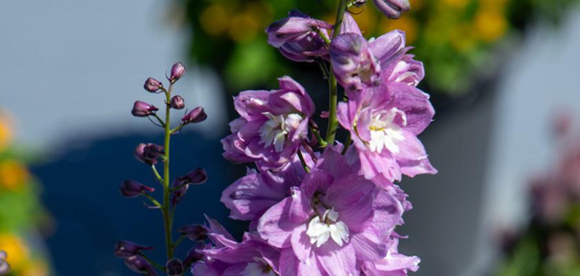 Delphinium Elatum 'magic Fountain Lavender White Bee' - View 14 from www redcrocus com