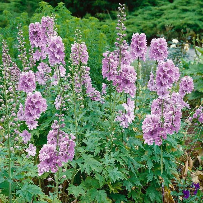 Delphinium Elatum 'magic Fountain Lavender White Bee' - View 15 from www redcrocus com