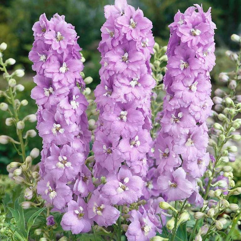 Delphinium Elatum 'magic Fountain Lavender White Bee' - View 18 from www redcrocus com