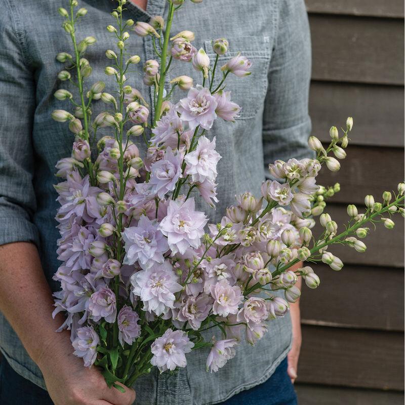 Delphinium Elatum 'magic Fountain Lavender White Bee' - View 20 from www redcrocus com