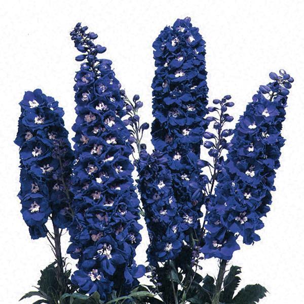 Delphinium Elatum 'magic Fountain Lavender White Bee' - View 23 from www redcrocus com