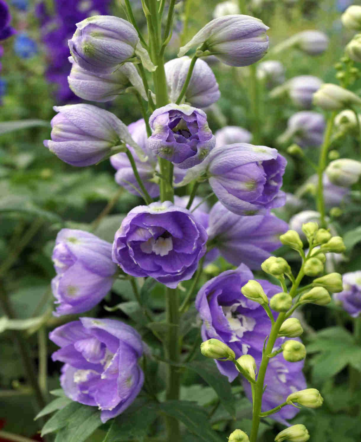 Delphinium Elatum 'magic Fountain Lavender White Bee' - View 25 from www redcrocus com