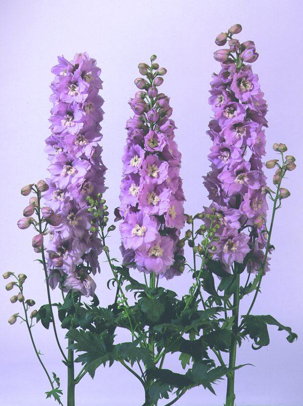 Delphinium Elatum 'magic Fountain Lavender White Bee' - View 27 from www redcrocus com