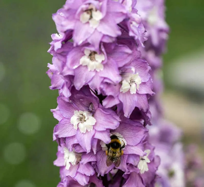 Delphinium Elatum 'magic Fountain Lavender White Bee' - View 3 from www redcrocus com