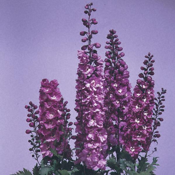 Delphinium Elatum 'magic Fountain Lavender White Bee' - View 5 from www redcrocus com