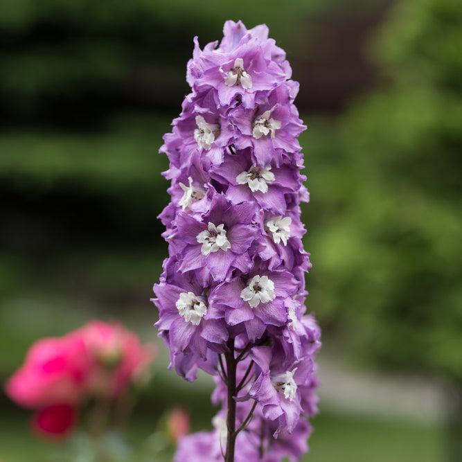 Delphinium Elatum 'magic Fountain Lavender White Bee' - View 6 from www redcrocus com