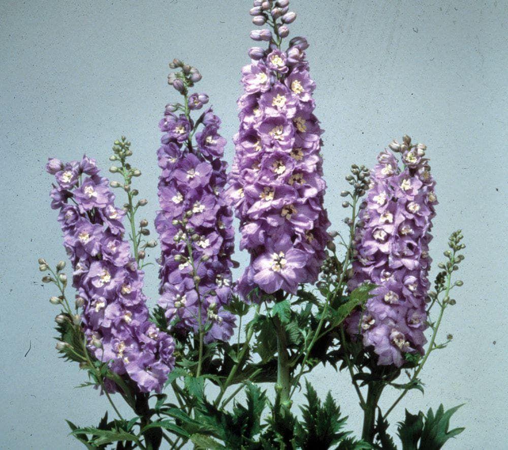 Delphinium Elatum 'magic Fountain Lavender White Bee' - View 7 from www redcrocus com
