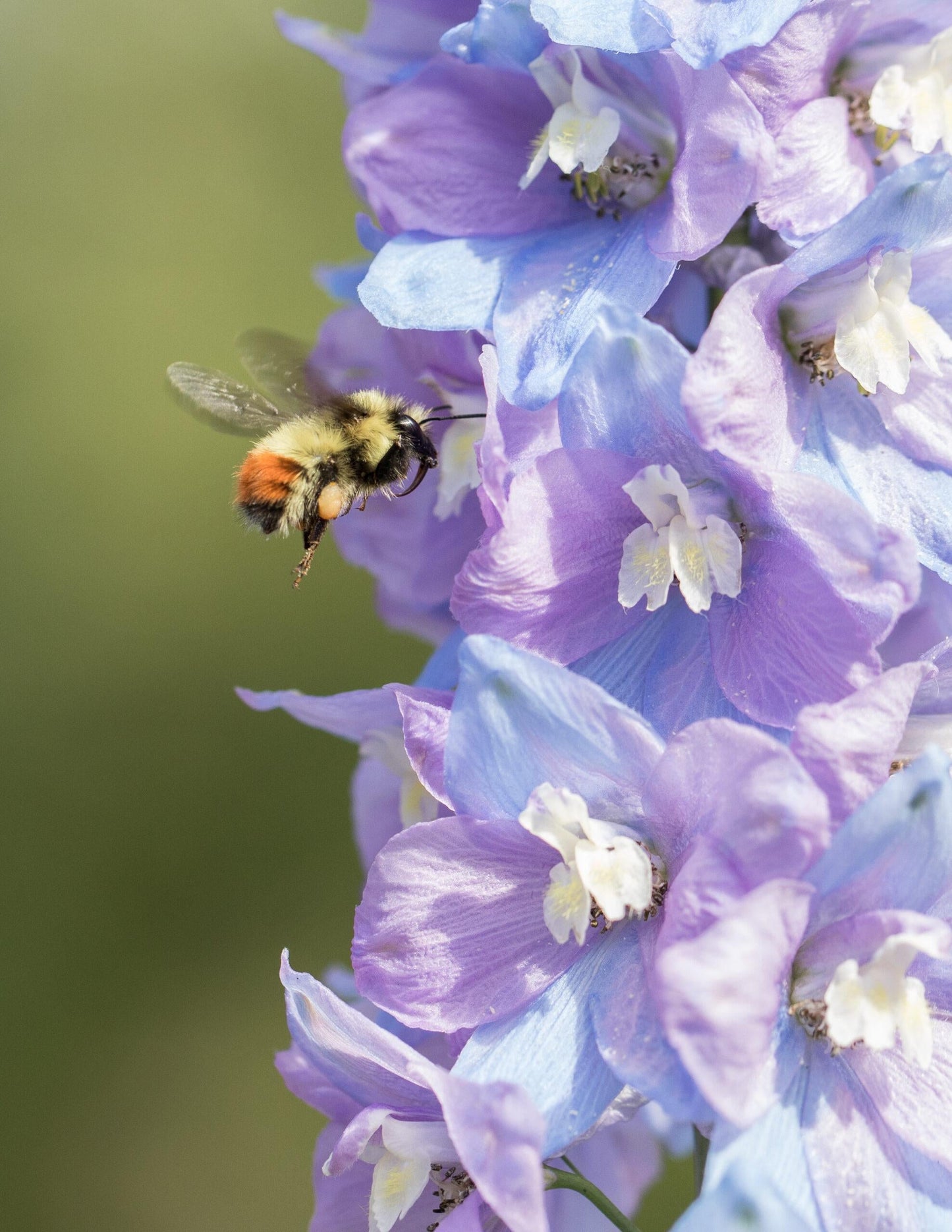 Delphinium Elatum 'magic Fountain Lavender White Bee' - View 8 from www redcrocus com