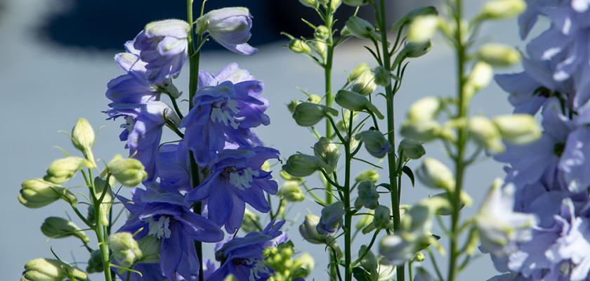 Delphinium Elatum 'magic Fountain Lavender White Bee' - View 9 from www redcrocus com