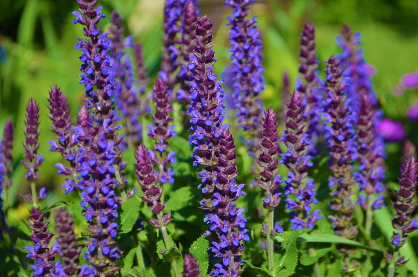 Agastache Guava Lava - View 10 from www redcrocus com