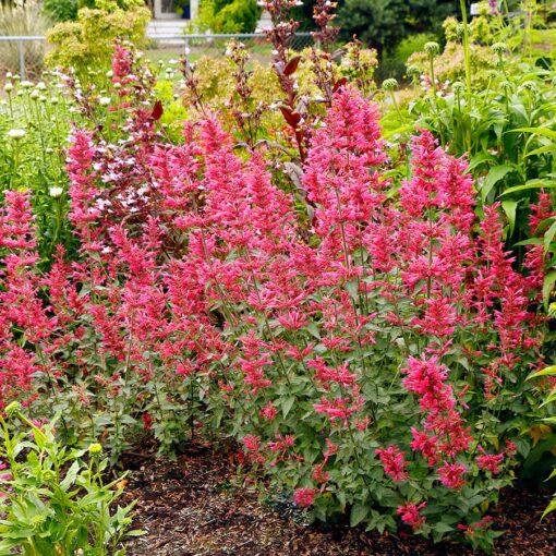 Agastache Guava Lava - View 11 from www redcrocus com