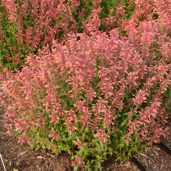 Agastache Guava Lava - View 1 from www redcrocus com