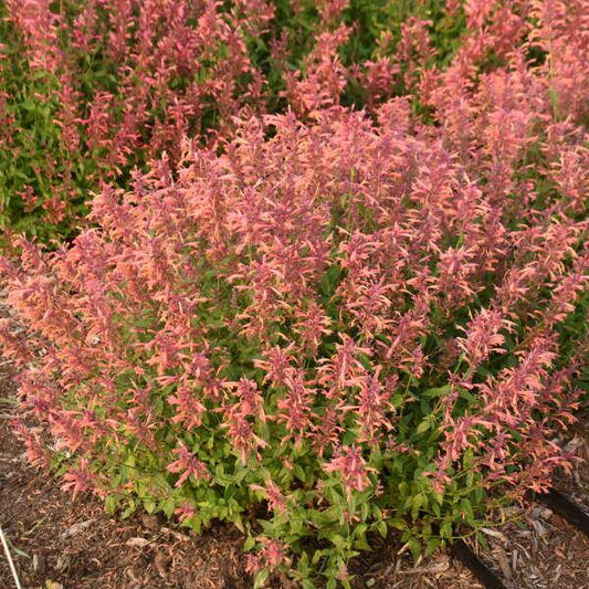 Agastache Guava Lava - View 1 from www redcrocus com
