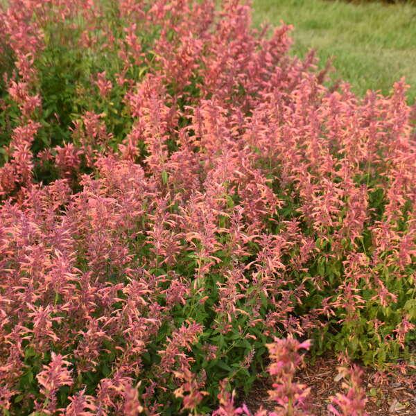 Agastache Guava Lava - View 2 from www redcrocus com