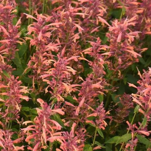Agastache Guava Lava - View 3 from www redcrocus com