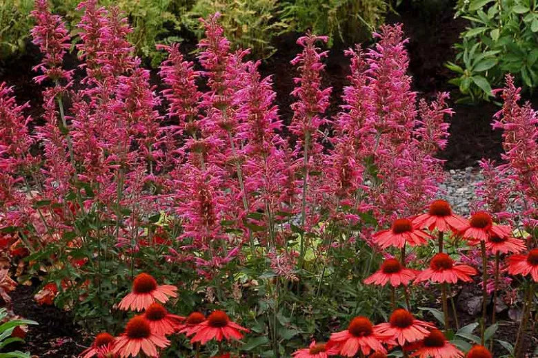 Agastache Guava Lava - View 5 from www redcrocus com