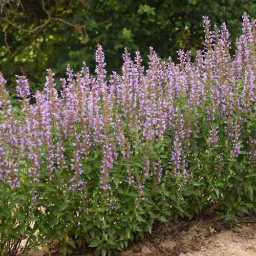 Agastache Guava Lava - View 6 from www redcrocus com