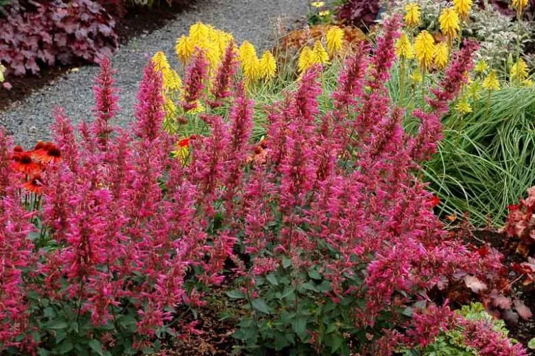 Agastache Guava Lava - View 7 from www redcrocus com
