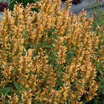 Agastache Guava Lava - View 9 from www redcrocus com