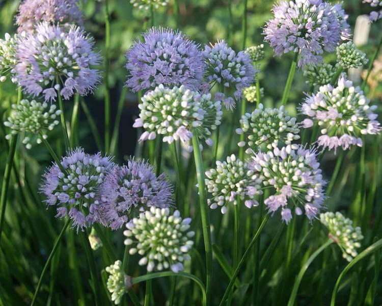 Allium Lusitanicum Summer Beauty - View 10 from www redcrocus com