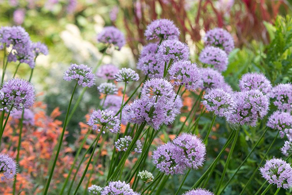 Allium Lusitanicum Summer Beauty - View 11 from www redcrocus com