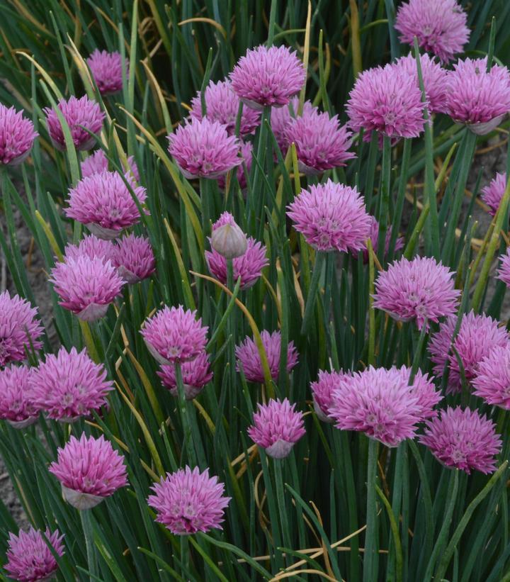 Allium Lusitanicum Summer Beauty - View 12 from www redcrocus com