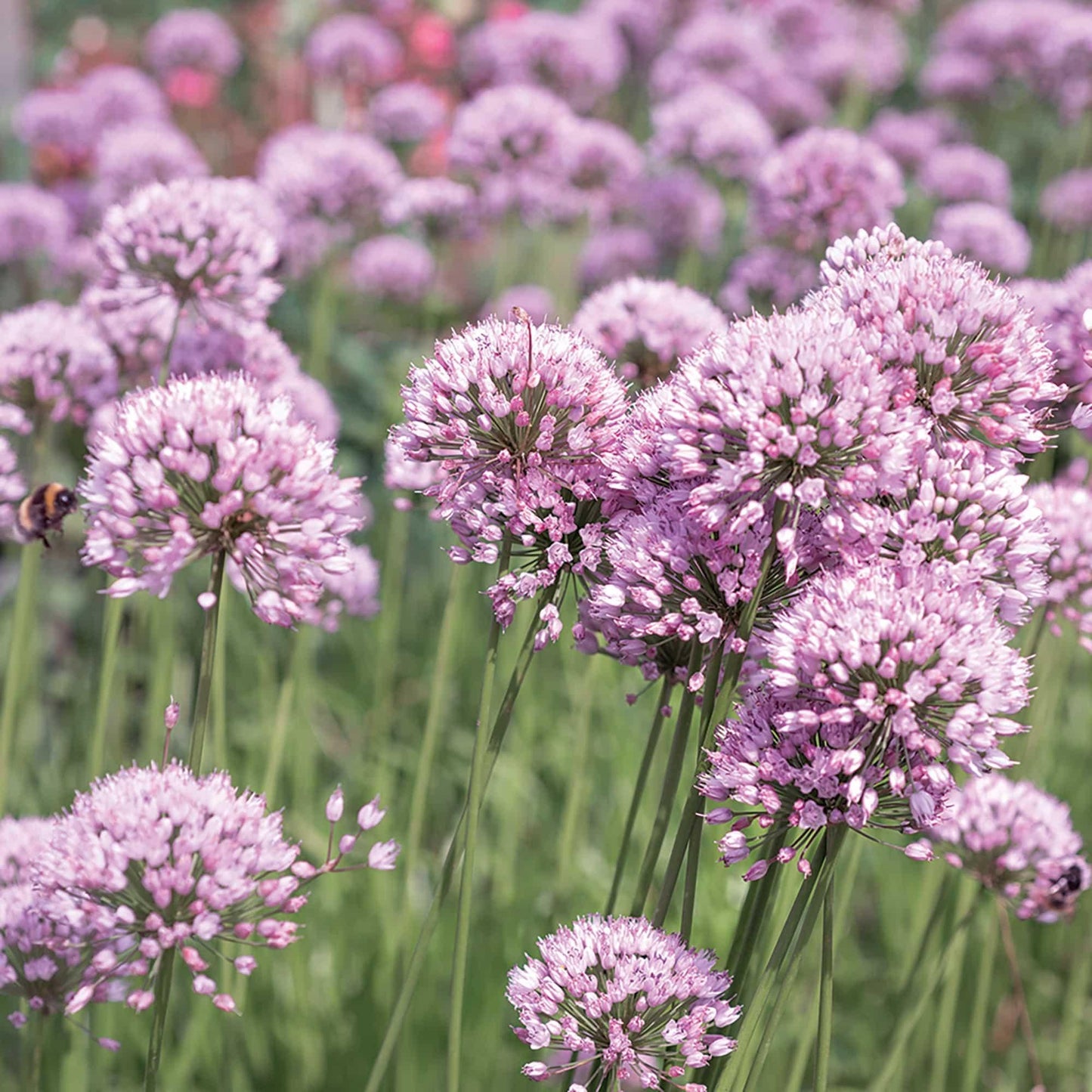 Allium Lusitanicum Summer Beauty - View 13 from www redcrocus com