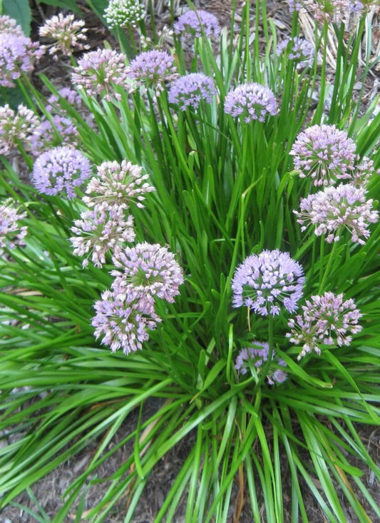 Allium Lusitanicum Summer Beauty - View 1 from www redcrocus com