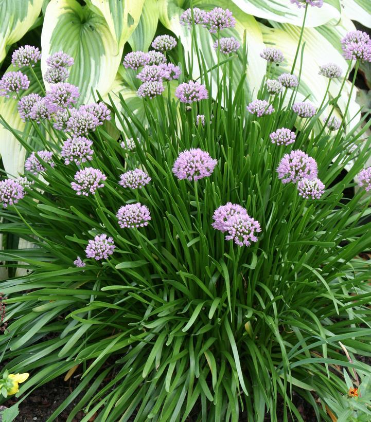 Allium Lusitanicum Summer Beauty - View 2 from www redcrocus com
