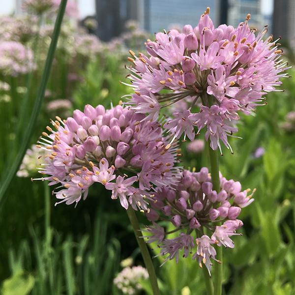 Allium Lusitanicum Summer Beauty - View 4 from www redcrocus com
