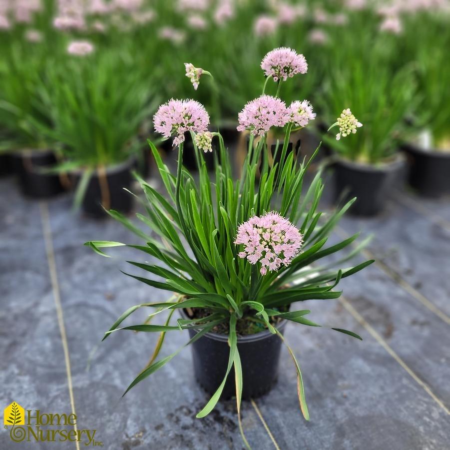 Allium Lusitanicum Summer Beauty - View 5 from www redcrocus com