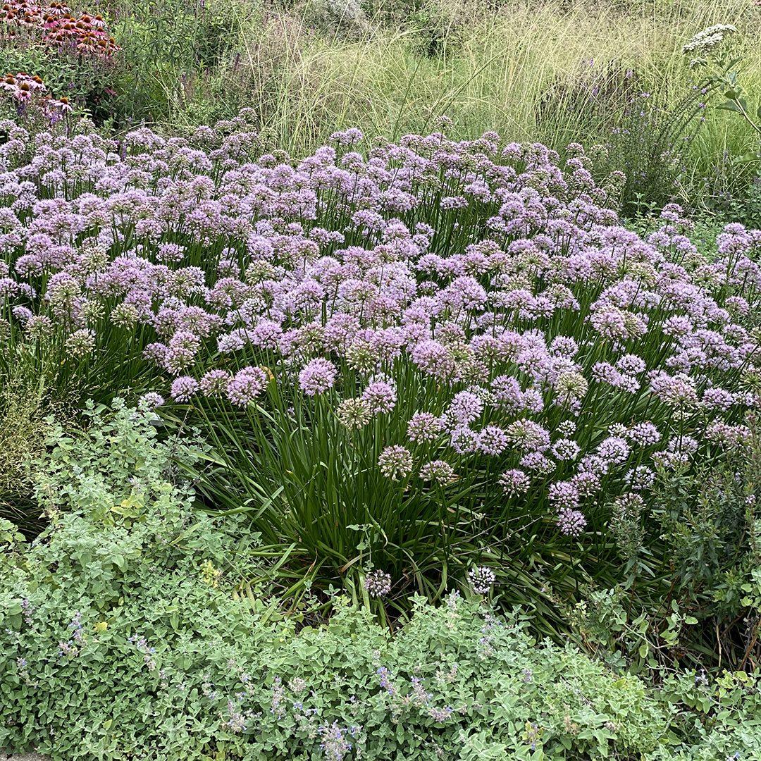 Allium Lusitanicum Summer Beauty - View 6 from www redcrocus com
