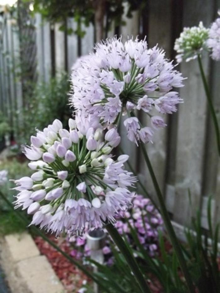 Allium Lusitanicum Summer Beauty - View 9 from www redcrocus com