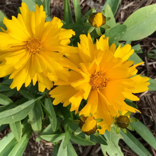 Coreopsis Grandiflora Presto - View 10 from www redcrocus com