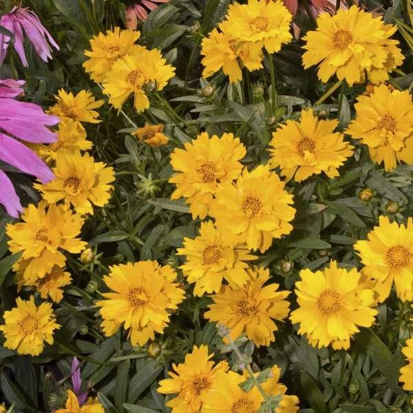 Coreopsis Grandiflora Presto - View 13 from www redcrocus com