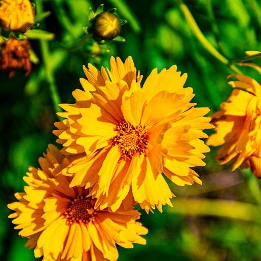 Coreopsis Grandiflora Presto - View 16 from www redcrocus com