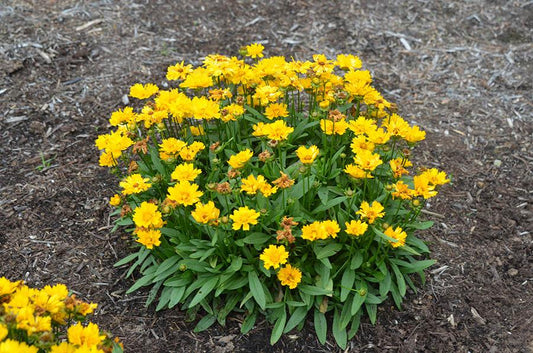 Coreopsis Grandiflora Presto - View 1 from www redcrocus com