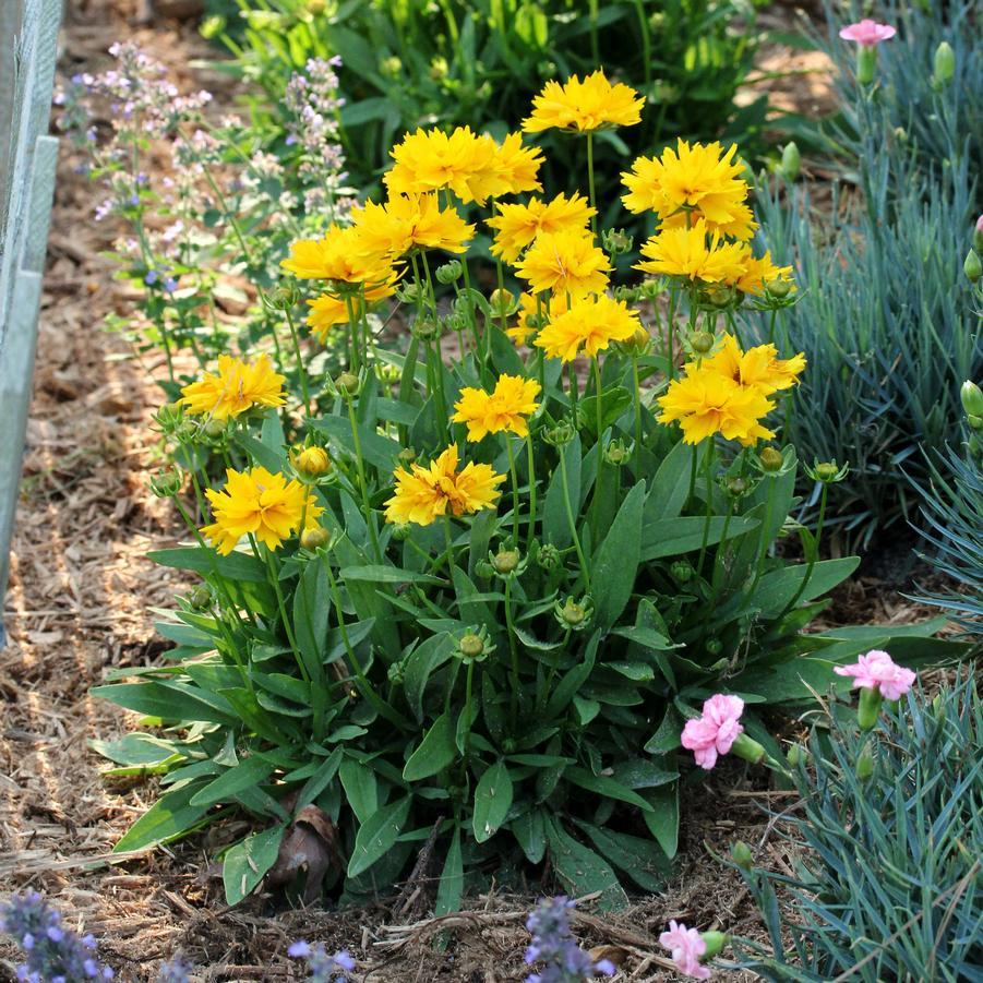 Coreopsis Grandiflora Presto - View 2 from www redcrocus com