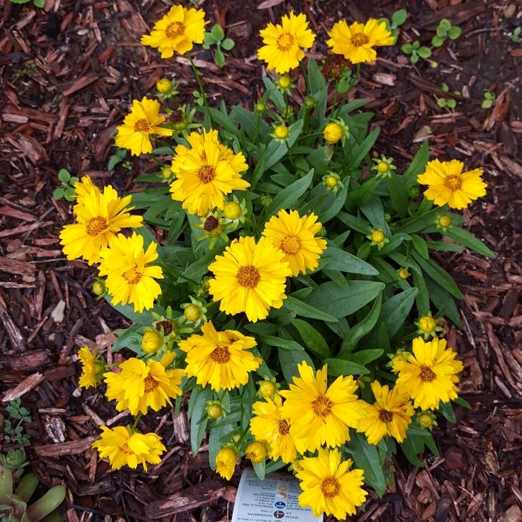Coreopsis Grandiflora Presto - View 3 from www redcrocus com