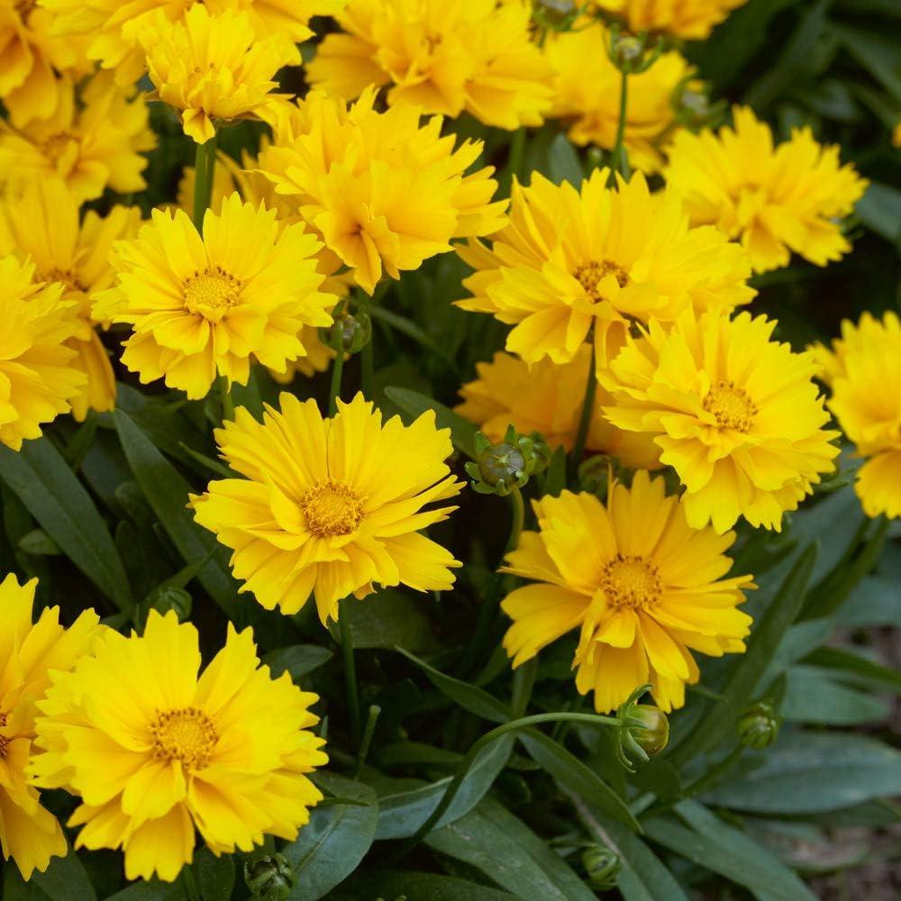 Coreopsis Grandiflora Presto - View 5 from www redcrocus com