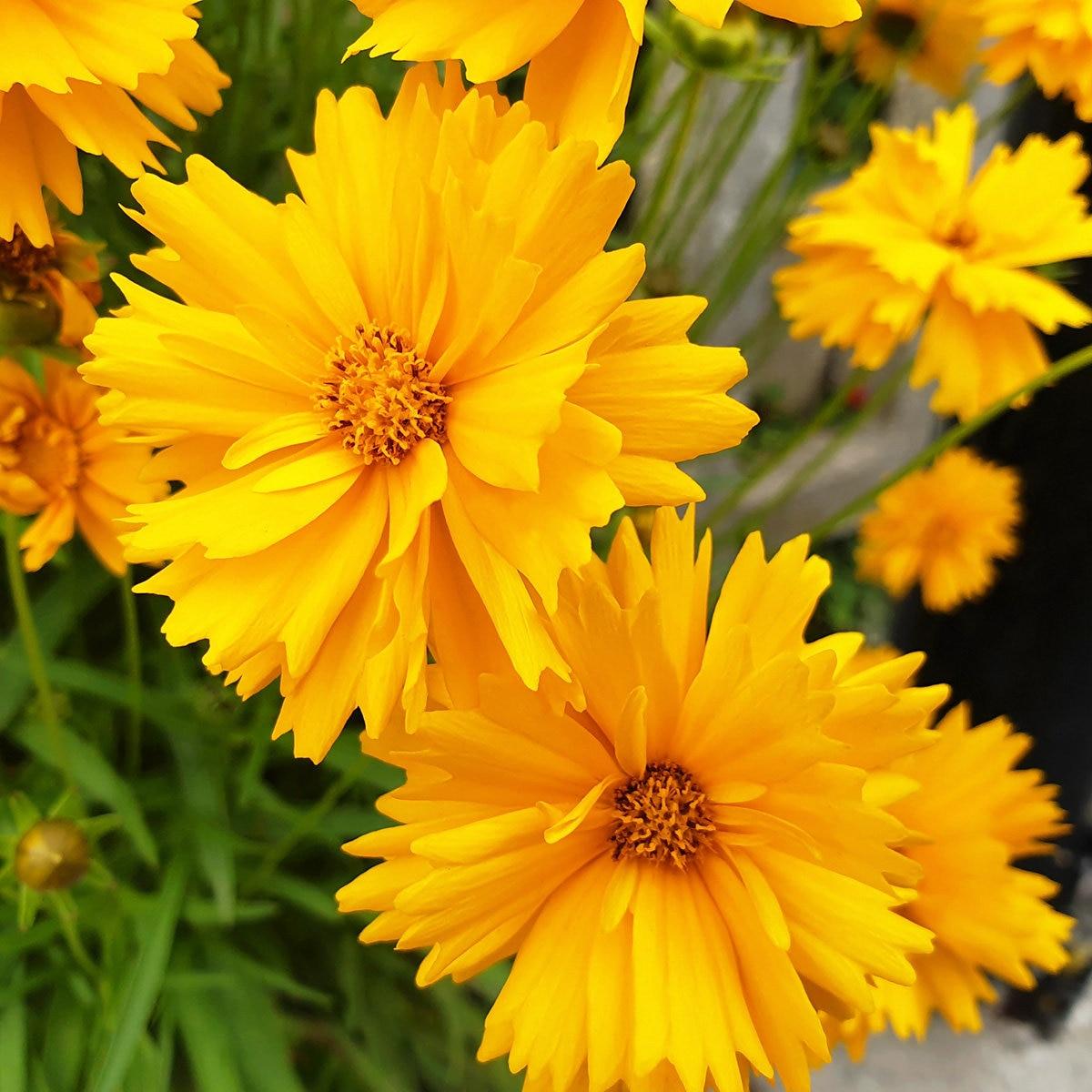 Coreopsis Grandiflora Presto - View 8 from www redcrocus com