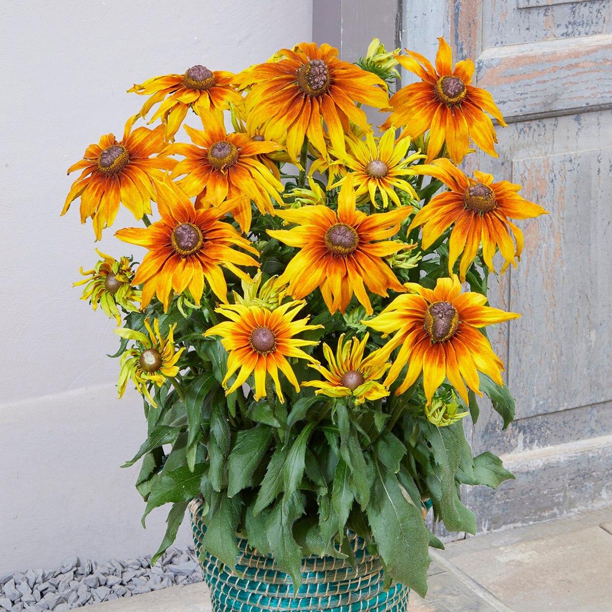 Echibeckia Summerina Glow Sugar Shake - View 10 from www redcrocus com