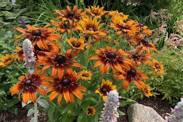 Echibeckia Summerina Glow Sugar Shake - View 11 from www redcrocus com