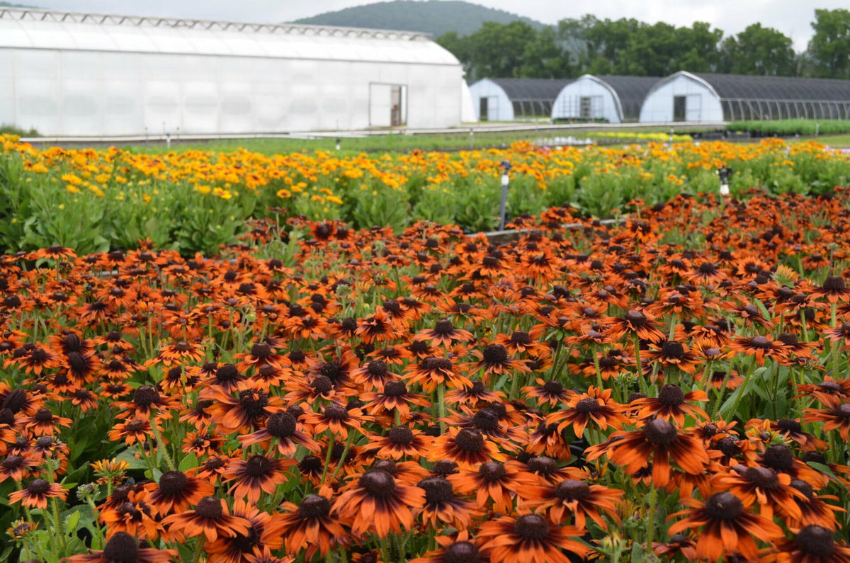 Echibeckia Summerina Glow Sugar Shake - View 13 from www redcrocus com